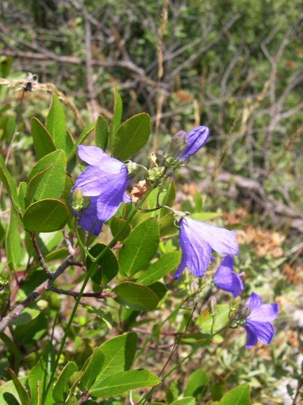 Campanula sabatia. / Campanula di Savona